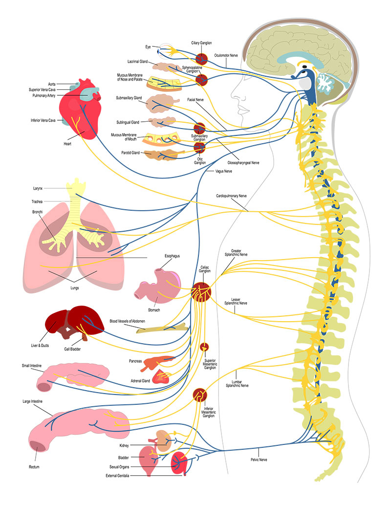 The principled chiropractic care model